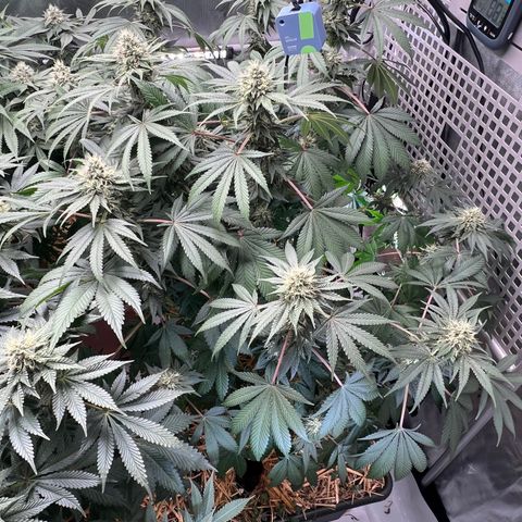  Bubble Gum x 88g13/hp #2 growlog timeline photo