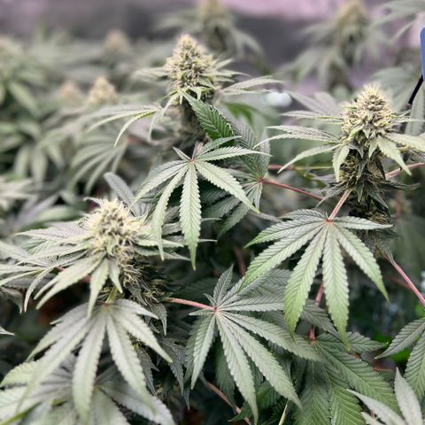  Bubble Gum x 88g13/hp #2 growlog timeline photo