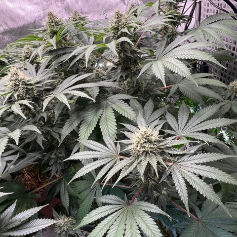  Bubble Gum x 88g13/hp #2 growlog timeline photo