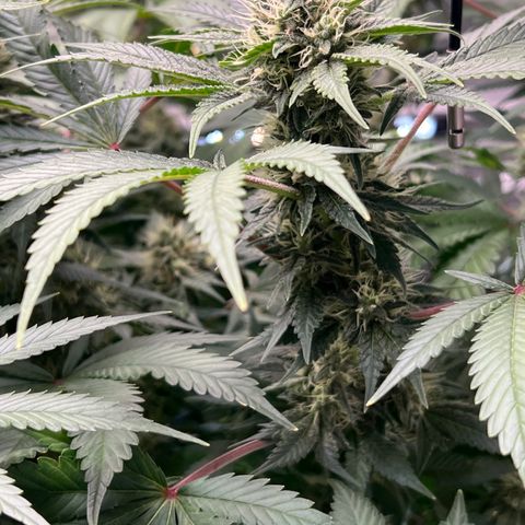  Bubble Gum x 88g13/hp #2 growlog timeline photo