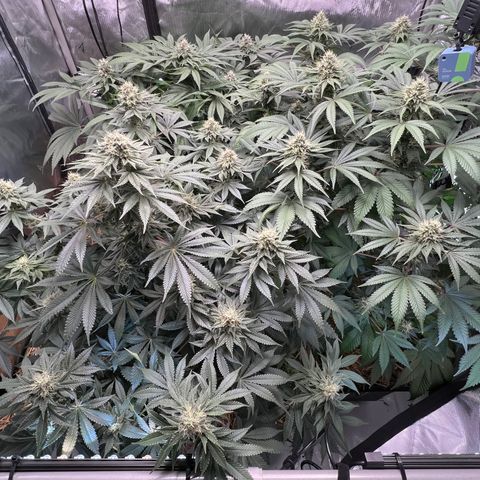  Bubble Gum x 88g13/hp #2 growlog timeline photo