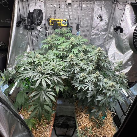  Bubble Gum x 88g13/hp #2 growlog timeline photo