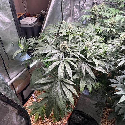  Bubble Gum x 88g13/hp #2 growlog timeline photo