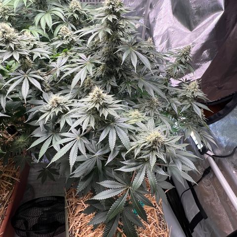  Bubble Gum x 88g13/hp #2 growlog timeline photo
