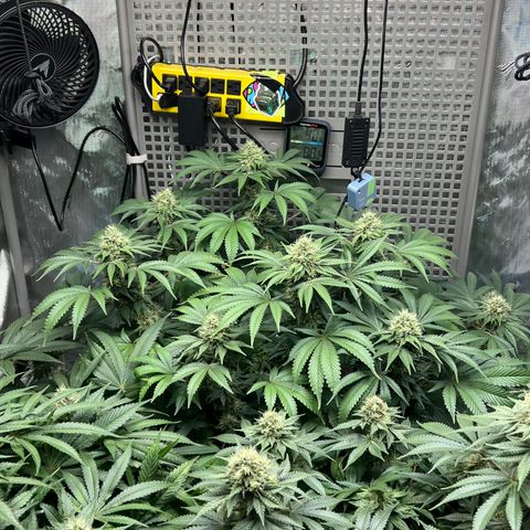  Bubble Gum x 88g13/hp #2 growlog timeline photo