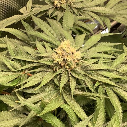 Bubble Gum x 88g13/hp #2 growlog timeline photo