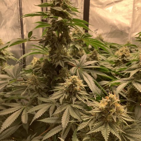  Bubble Gum x 88g13/hp #2 growlog timeline photo