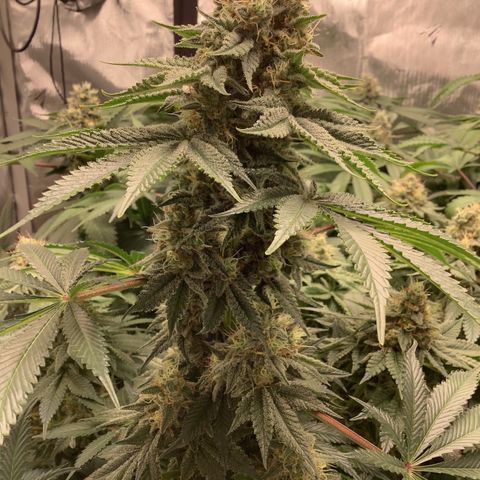  Bubble Gum x 88g13/hp #2 growlog timeline photo