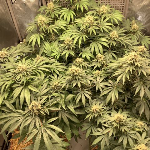  Bubble Gum x 88g13/hp #2 growlog timeline photo