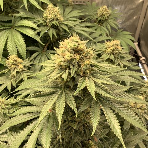  Bubble Gum x 88g13/hp #2 growlog timeline photo