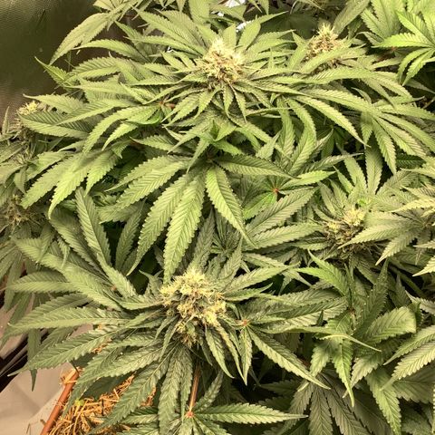  Bubble Gum x 88g13/hp #2 growlog timeline photo