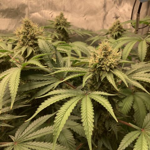  Bubble Gum x 88g13/hp #2 growlog timeline photo
