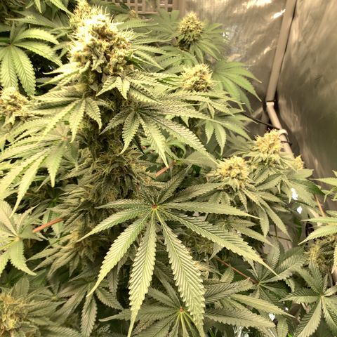  Bubble Gum x 88g13/hp #2 growlog timeline photo
