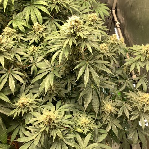  Bubble Gum x 88g13/hp #2 growlog timeline photo