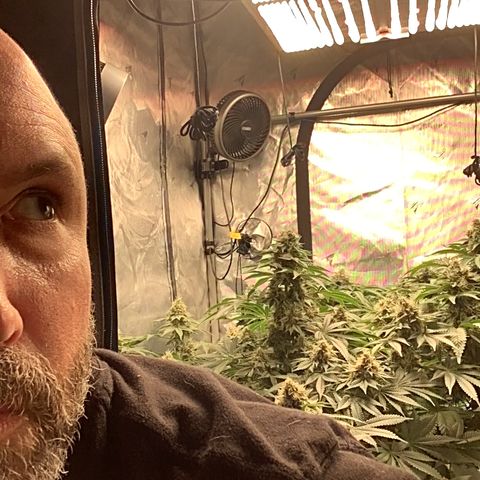  Bubble Gum x 88g13/hp #2 growlog timeline photo