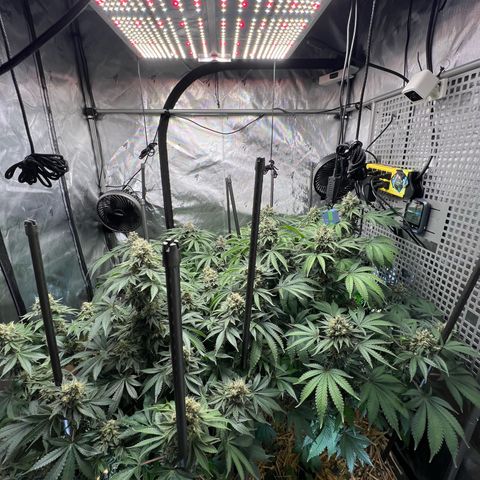  Bubble Gum x 88g13/hp #2 growlog timeline photo