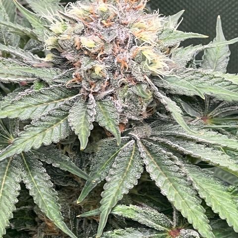  Bubble Gum x 88g13/hp #2 growlog timeline photo