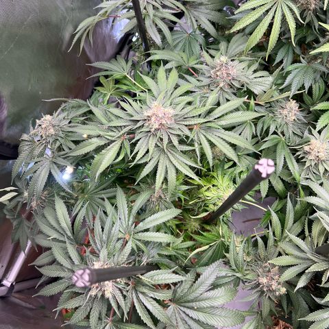  Bubble Gum x 88g13/hp #2 growlog timeline photo