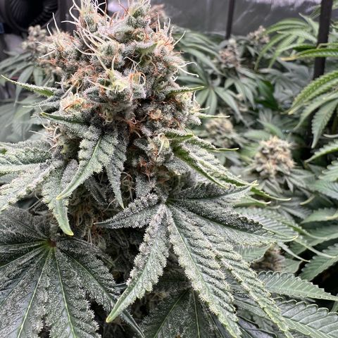  Bubble Gum x 88g13/hp #2 growlog timeline photo