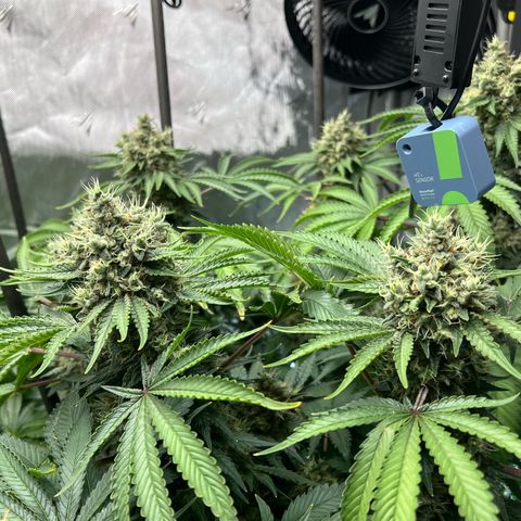 Bubble Gum x 88g13/hp #2 growlog timeline photo