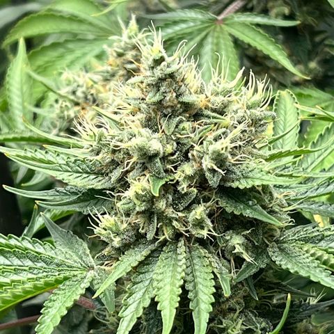  Bubble Gum x 88g13/hp #2 growlog timeline photo