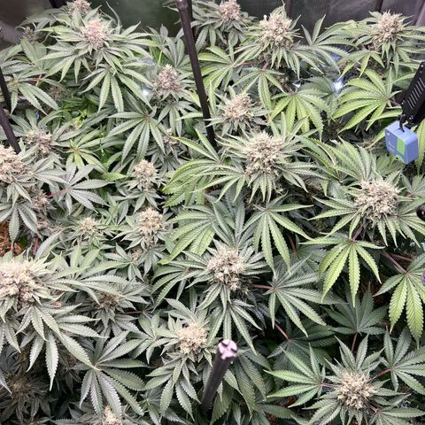 Bubble Gum x 88g13/hp #2 growlog timeline photo