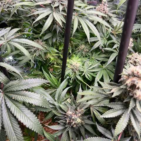  Bubble Gum x 88g13/hp #2 growlog timeline photo