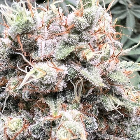  Bubble Gum x 88g13/hp #2 growlog timeline photo