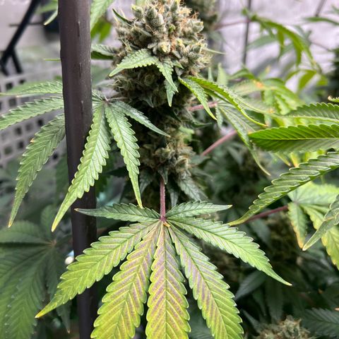  Bubble Gum x 88g13/hp #2 growlog timeline photo