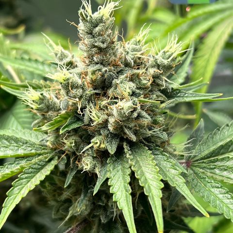  Bubble Gum x 88g13/hp #2 growlog timeline photo