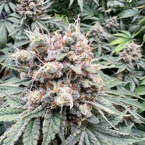  Bubble Gum x 88g13/hp #2 growlog timeline photo