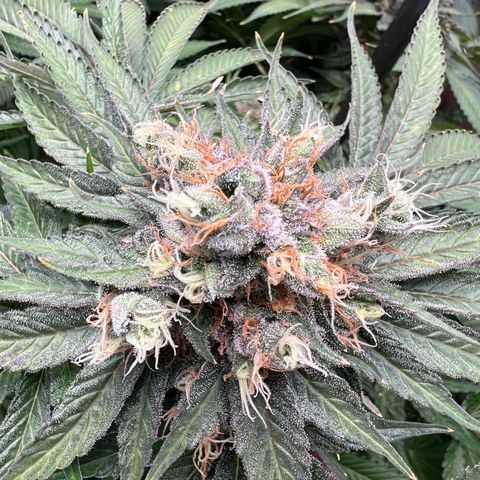  Bubble Gum x 88g13/hp #2 growlog timeline photo