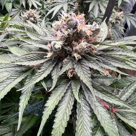 Bubble Gum x 88g13/hp #2 growlog timeline photo