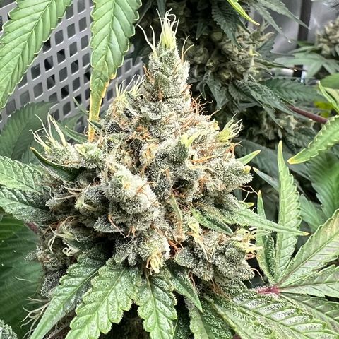  Bubble Gum x 88g13/hp #2 growlog timeline photo