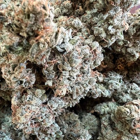  Bubble Gum x 88g13/hp #2 growlog timeline photo