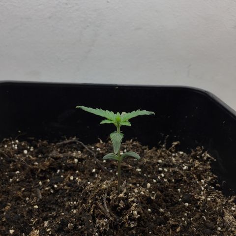 TANGIE growlog timeline photo