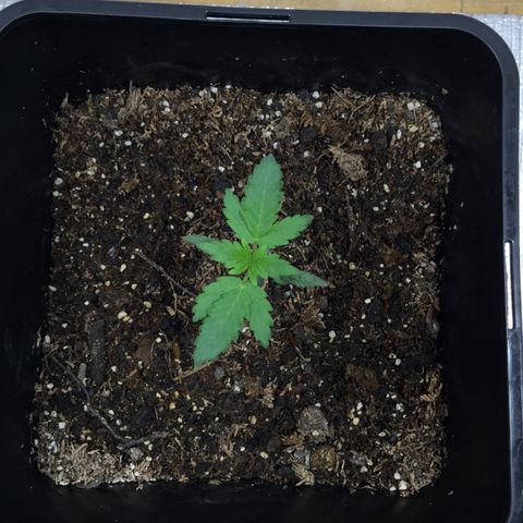 TANGIE growlog timeline photo