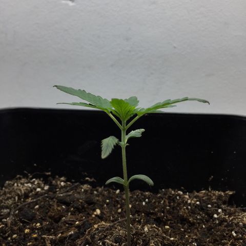 TANGIE growlog timeline photo