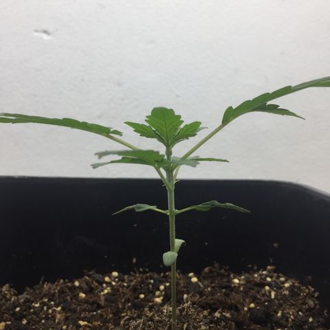 TANGIE growlog timeline photo