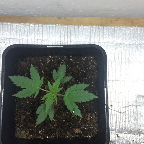 TANGIE growlog timeline photo