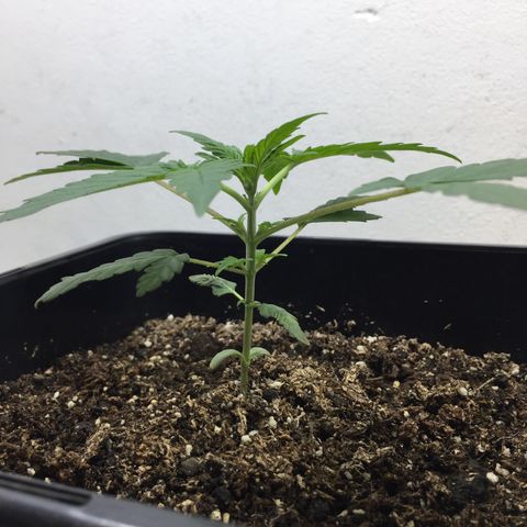 TANGIE growlog timeline photo