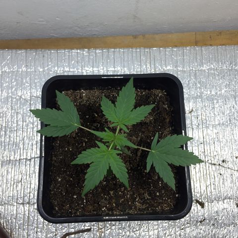 TANGIE growlog timeline photo