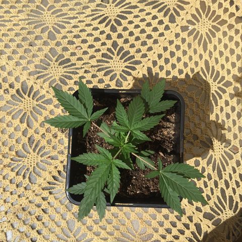 TANGIE growlog timeline photo