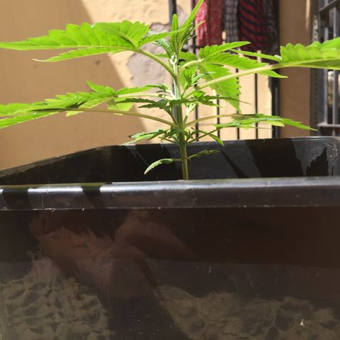 TANGIE growlog timeline photo