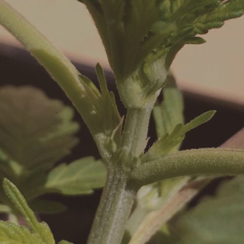 TANGIE growlog timeline photo