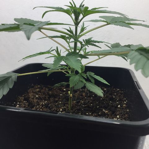 TANGIE growlog timeline photo