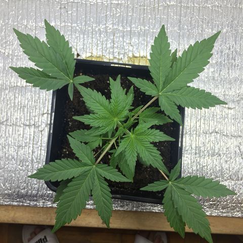 TANGIE growlog timeline photo