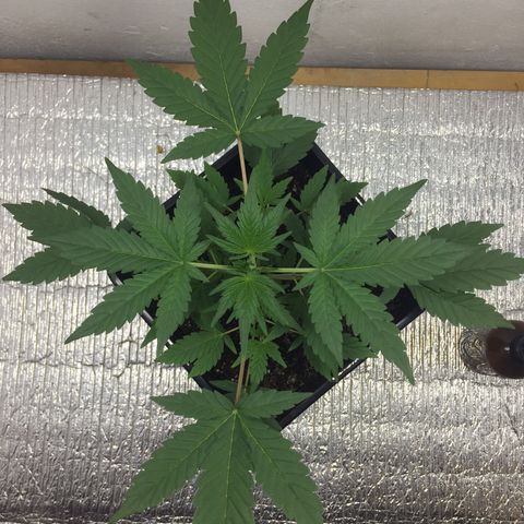 TANGIE growlog timeline photo