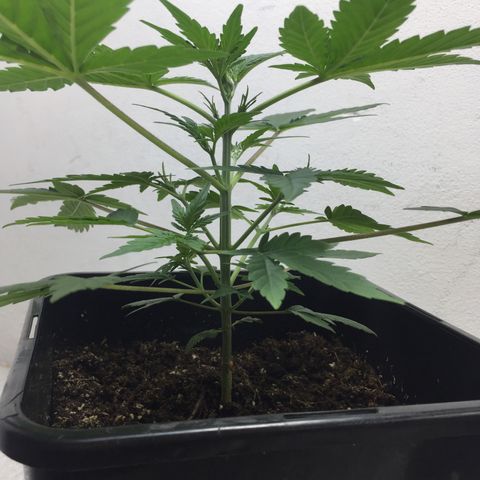 TANGIE growlog timeline photo