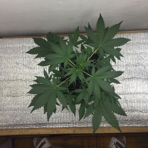 TANGIE growlog timeline photo